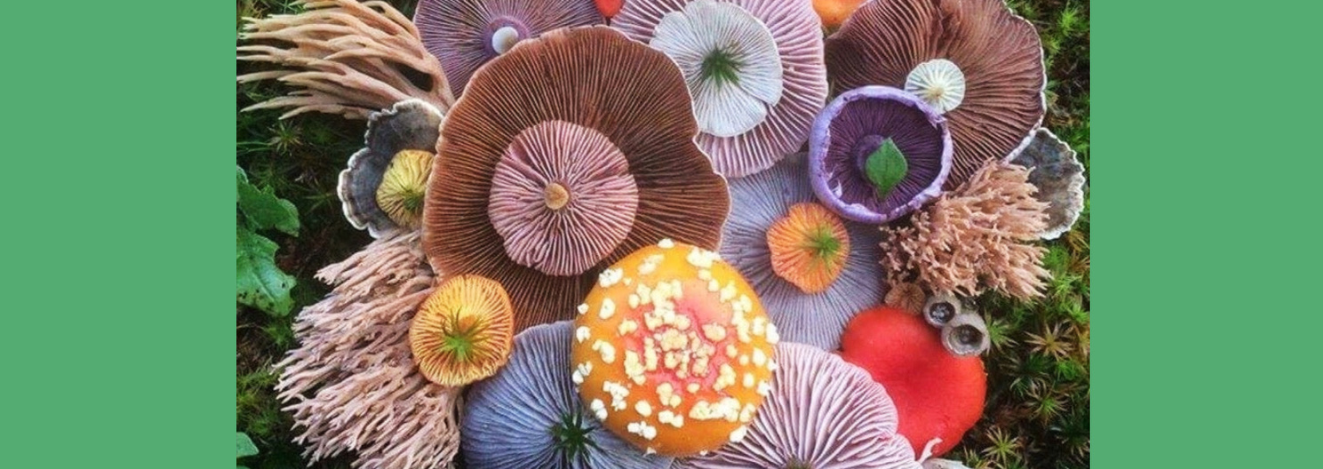 The Wonderful World of Fungi